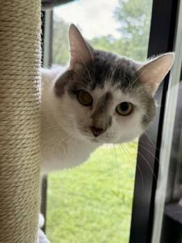 Hyde -  Domestic Short Hair Cat Available for Adoption in Midland, Virginia - Hyde | PetCurious