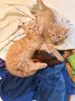 DANA -  Domestic Short Hair Cat for Adoption in Leesburg, Virginia - DANA | PetCurious