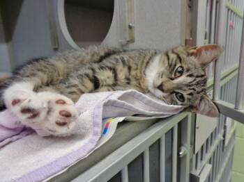 TRUFFLE -  Tiger Cat for Adoption in Delhi, New York - TRUFFLE | PetCurious