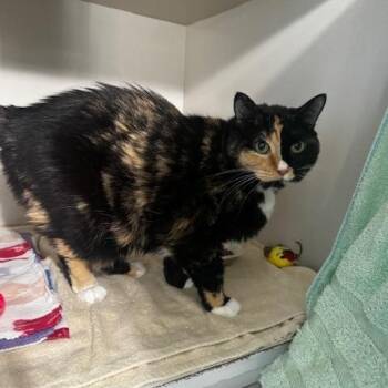 Lydie -  Calico Cat for Adoption in Hutchinson, Minnesota - Lydie | PetCurious