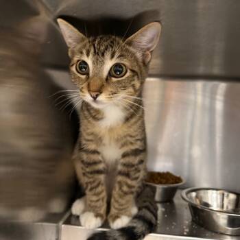 Rescue Domestic Short Hair Cats for Adoption in Spokane, Washington - Eeyore | PetCurious