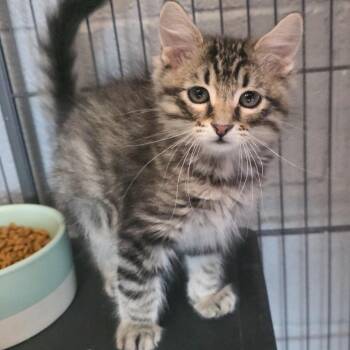 Nibblet -  Domestic Medium Hair Cat for Adoption in Gainesville, Texas - Nibblet | PetCurious