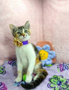 Pele -  Domestic Short Hair Cat for Adoption in Tavares, Florida - Pele | PetCurious