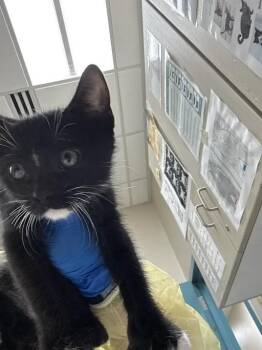 PRINCE CHARMING -  Domestic Short Hair Cat for Adoption in Las Vegas, Nevada - PRINCE CHARMING | PetCurious