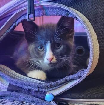 Wheezy -  Domestic Short Hair Cat for Adoption in Garden City, Michigan - Wheezy | PetCurious