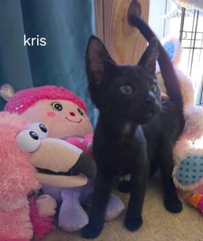 Kris -  Domestic Short Hair Cat for Adoption in Oviedo, Florida - Kris | PetCurious