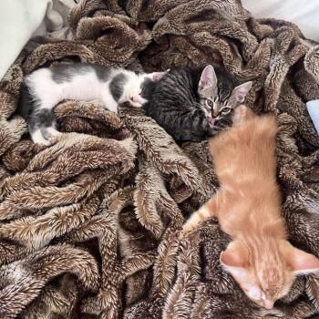 Lorenzo -  Domestic Short Hair Cat for Adoption in Los Angeles, California - Lorenzo | PetCurious