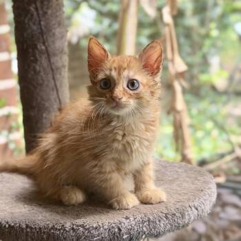 Shasta -  Domestic Medium Hair Cat for Adoption in Starkville, Mississippi - Shasta | PetCurious