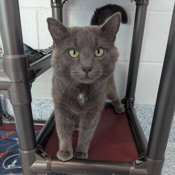Meowth -  Domestic Short Hair Cat for Adoption in Stafford, Virginia - Meowth | PetCurious