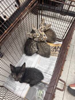 26-0858C -  Domestic Short Hair Cat for Adoption in Sorrento, Louisiana - 26-0858C | PetCurious