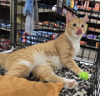 Domestic Short Hair Cats Available for Adoption in Rossville, Maryland - Butterscotch | PetCurious