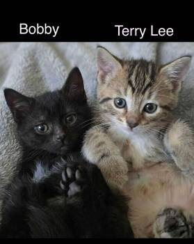 Tabby and Bombay Cats Available for Adoption in Wyandotte, Michigan - Baby Bobby & Terry Lee *** Bonded Pair *** | PetCurious
