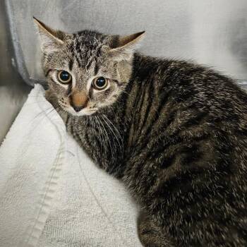 Stefan -  Domestic Short Hair Cat for Adoption in Martinsville, Virginia - Stefan | PetCurious