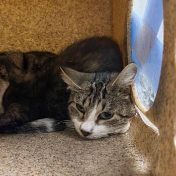 Mitz -  Domestic Short Hair Cat for Adoption in Philadelphia, Pennsylvania - Mitz | PetCurious