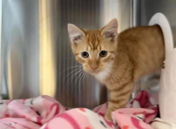 Domestic Medium Hair Cats Available for Adoption - MARKL | PetCurious