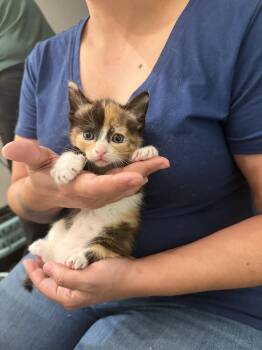 Domestic Short Hair Cats Available for Adoption in Camden, South Carolina - Trident (Available For Pre-adoption) | PetCurious
