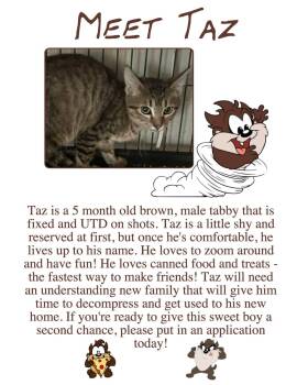Rescue Domestic Short Hair Cats for Adoption in Clovis, New Mexico - Taz | PetCurious