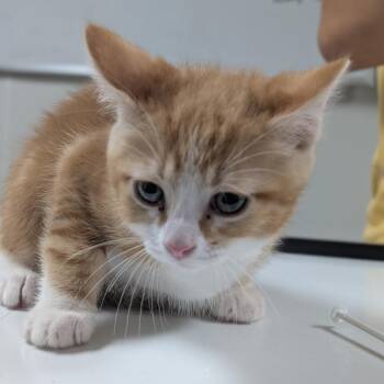Leo -  Domestic Short Hair Cat for Adoption in Canton, Illinois - Leo | PetCurious
