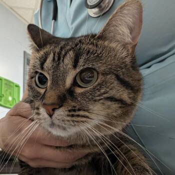 Mao Mao -  Domestic Short Hair Cat for Adoption in Indianapolis, Indiana - Mao Mao | PetCurious