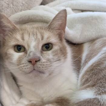 Domestic Short Hair Cats Available for Adoption in Grand Rapids, Michigan - Charlotte | PetCurious