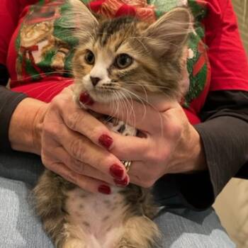 Rescue Domestic Medium Hair Cats for Adoption in Cumming, Georgia - Koneko | PetCurious