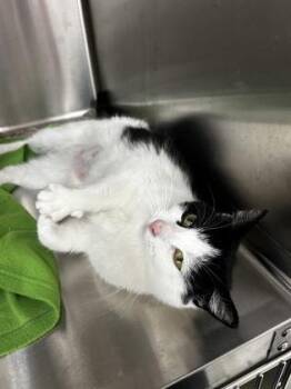 Domestic Short Hair Cats Available for Adoption in Westland, Michigan - Cookie | PetCurious