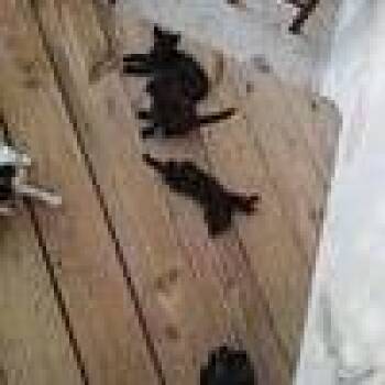 Domestic Short Hair Cats Available for Adoption in West Palm Beach, Florida - Milotic | PetCurious