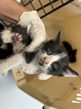 A383249 -  Domestic Short Hair Cat for Adoption in Ocala, Florida - A383249 | PetCurious