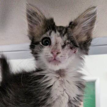 Gidget -  Domestic Short Hair Cat for Adoption in Reno, Nevada - Gidget | PetCurious