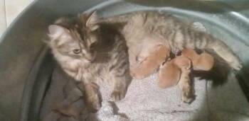 Rescue Domestic Long Hair Cats for Adoption in Adrian, Michigan - Coco | PetCurious