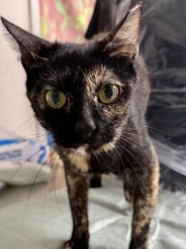 Domestic Short Hair Cats Available for Adoption in San Antonio, Texas - Abby Cadabby | PetCurious