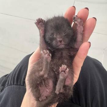 Domestic Short Hair Cats Available for Adoption in Cumming, Georgia - Boston | PetCurious