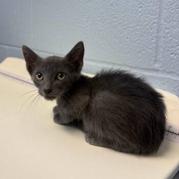 Shake It Like A Salt Shaker -  Domestic Short Hair Cat for Adoption in Carencro, Louisiana - Shake It Like A Salt Shaker | PetCurious