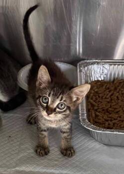 Prince Charming -  Domestic Short Hair Cat for Adoption in St. Cloud, Florida - Prince Charming | PetCurious