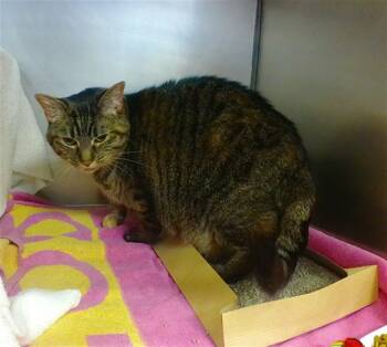 Rescue Domestic Short Hair Cats for Adoption in Omaha, Nebraska - AKINA | PetCurious