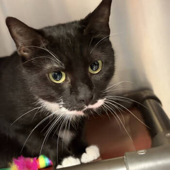 Rescue Domestic Short Hair Cats for Adoption in Voorhees Township, New Jersey - Sonora | PetCurious