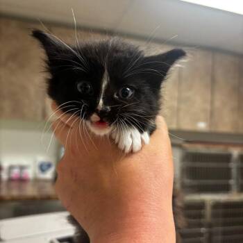 Jasper -  Domestic Medium Hair Cat for Adoption in Ottawa, Kansas - Jasper | PetCurious