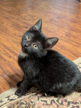 Rescue Domestic Short Hair Cats for Adoption in Columbia, Maryland - Salem | PetCurious