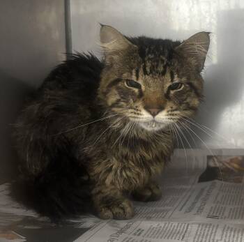 Rescue Domestic Medium Hair Cats for Adoption in North Haven, Connecticut - Ernie | PetCurious