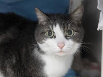 SALMON -  Domestic Short Hair Cat for Adoption in Phoenix, Arizona - SALMON | PetCurious