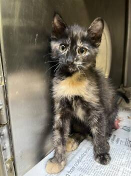 CAT-HISS EVERDEEN -  Domestic Short Hair Cat for Adoption in Stockton, California - CAT-HISS EVERDEEN | PetCurious
