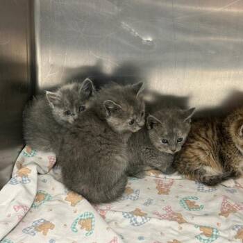 Private Jet -  Domestic Short Hair Cat for Adoption in Rocky Mount, Virginia - Private Jet | PetCurious
