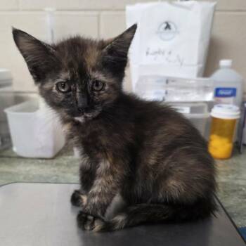 Lily 4723 -  Domestic Medium Hair Cat for Adoption in Hamilton, Georgia - Lily 4723 | PetCurious