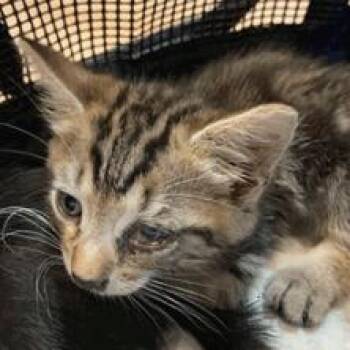 Claude -  Domestic Short Hair Cat for Adoption in NEW PT RICHEY, Florida - Claude | PetCurious