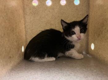 A552366 -  Domestic Short Hair Cat for Adoption in Moreno Valley, California - A552366 | PetCurious