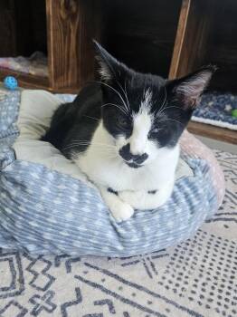 Rescue Domestic Short Hair Cats for Adoption in Huntington Beach, California - Charlie Chaplin | PetCurious