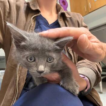 Ferocity -  Domestic Short Hair Cat for Adoption in Durango, Colorado - Ferocity | PetCurious