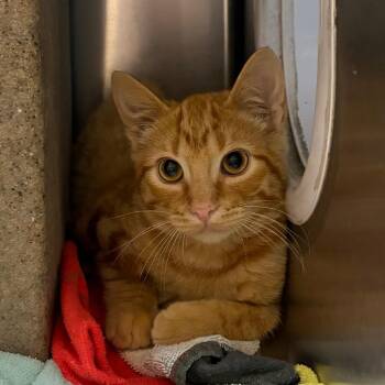 Pumpkin -  Domestic Short Hair Cat for Adoption in Cheyenne, Wyoming - Pumpkin | PetCurious