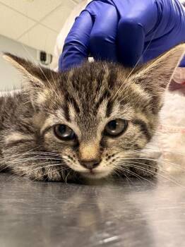 Flora -  Domestic Short Hair Cat for Adoption in Fall River, Massachusetts - Flora | PetCurious