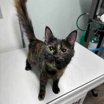 Queen of Hearts -  Domestic Medium Hair Cat for Adoption in Madison, Wisconsin - Queen Of Hearts | PetCurious